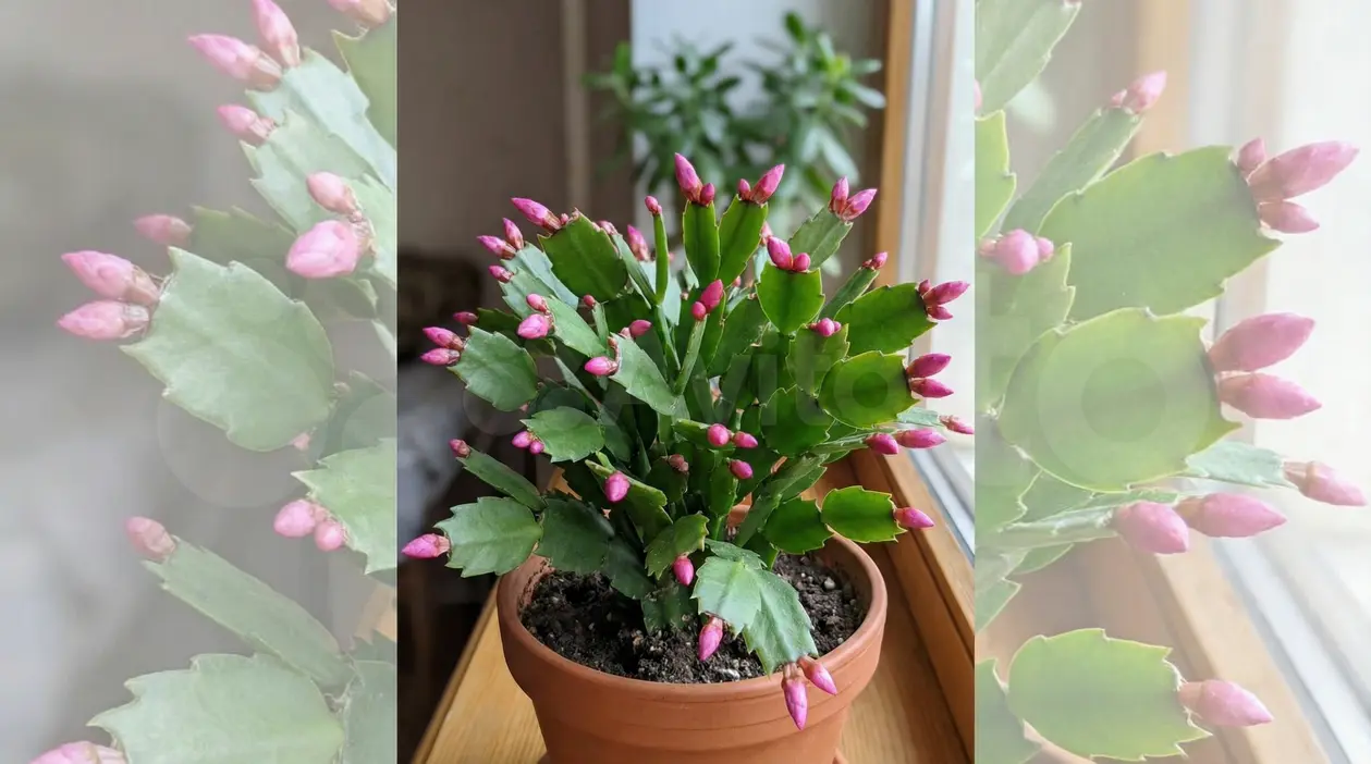 Cactus di Natale in vaso con numerosi boccioli rosa vicino a una finestra